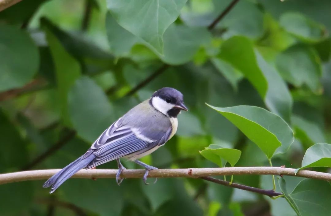 birdWatching
