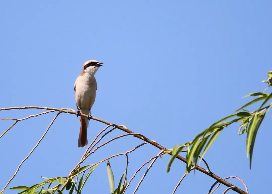 birdWatching