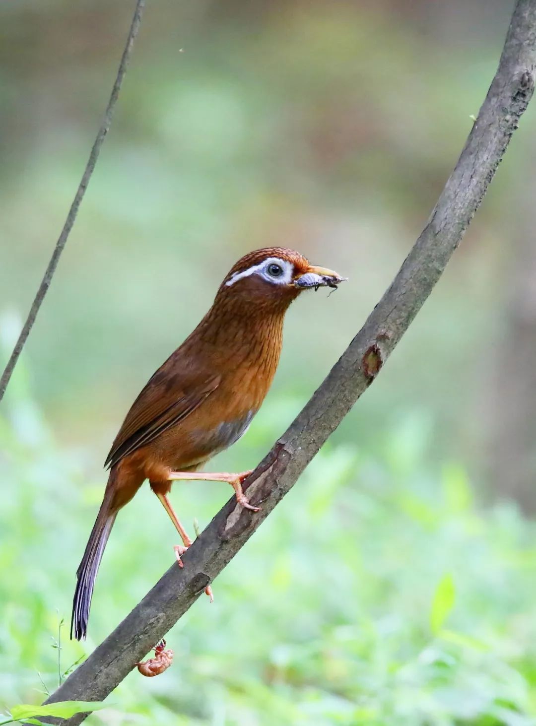 birdWatching