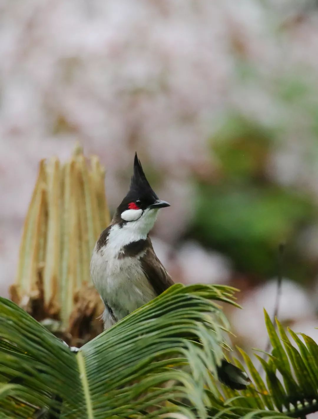 birdWatching