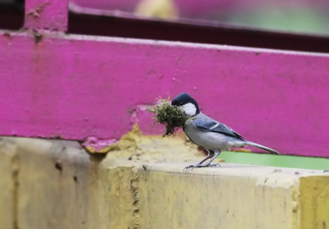 birdWatching