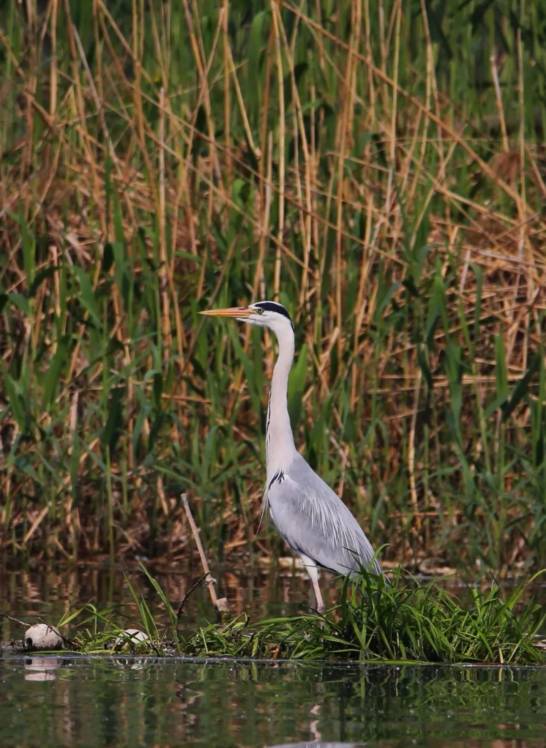 birdWatching