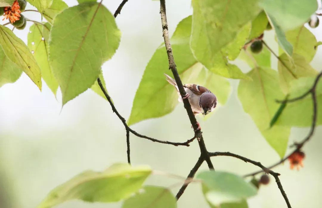 birdWatching