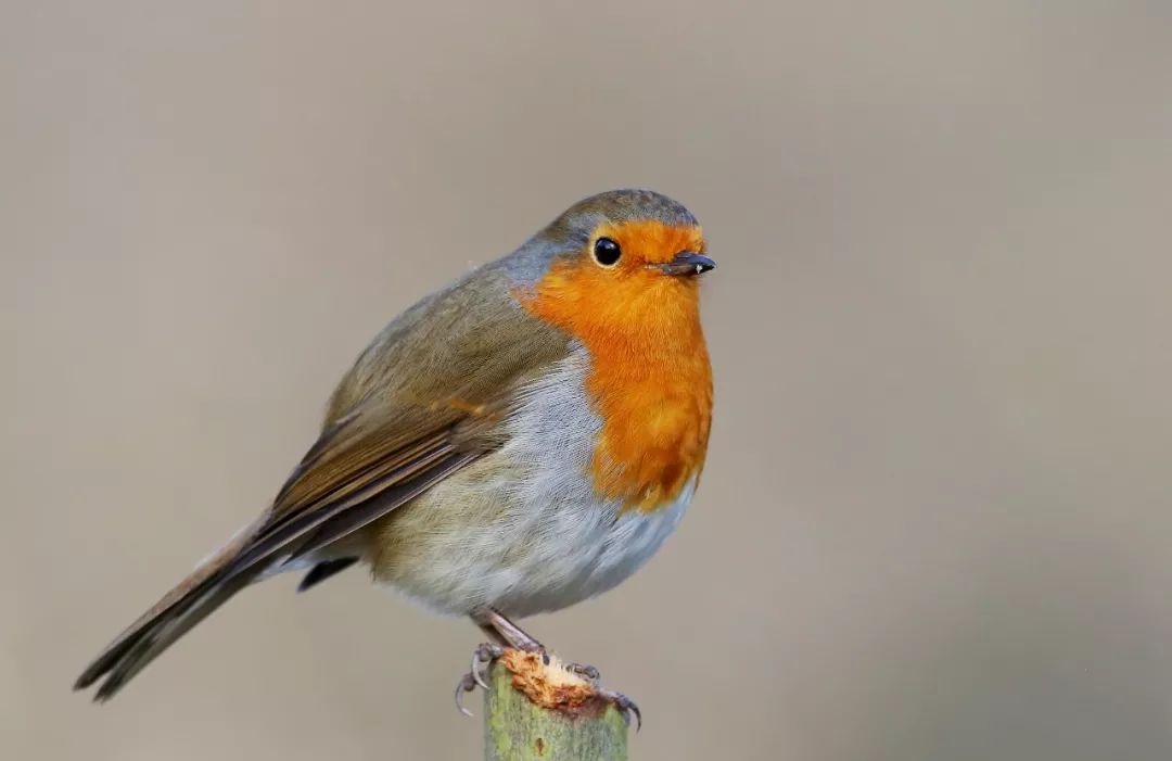 birdWatching
