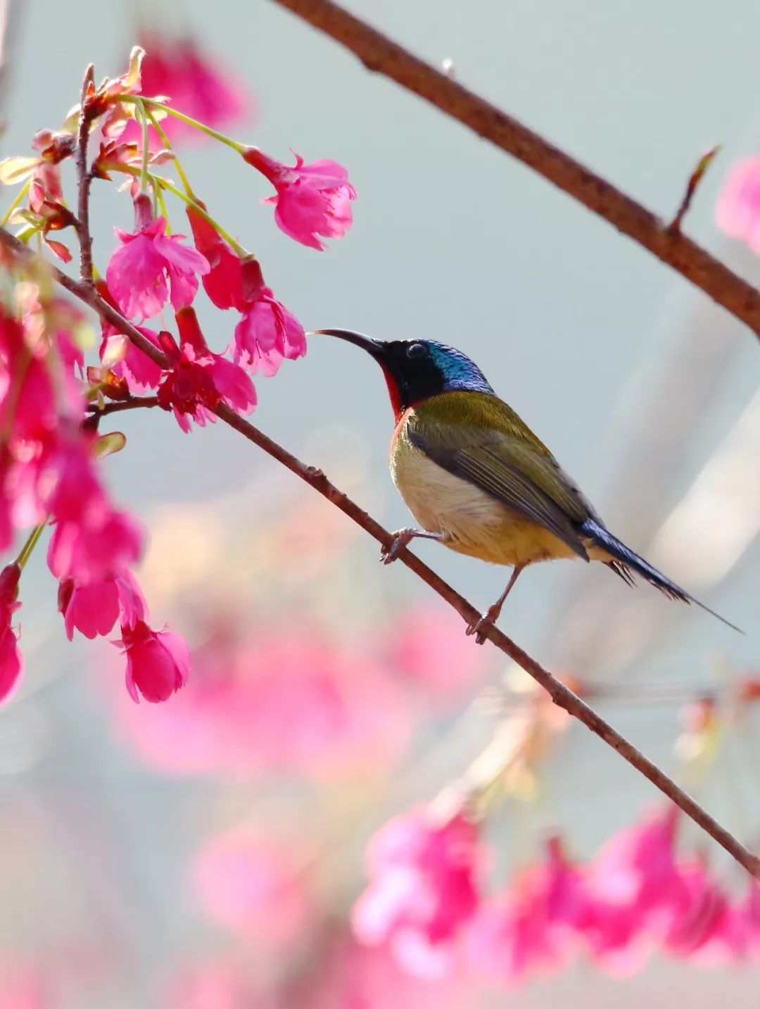 birdWatching