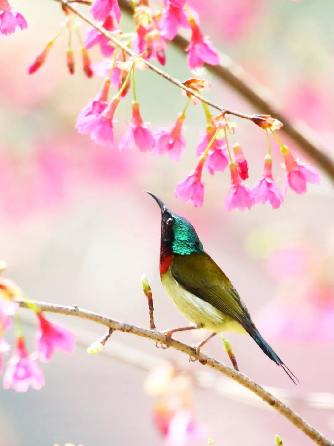 birdWatching