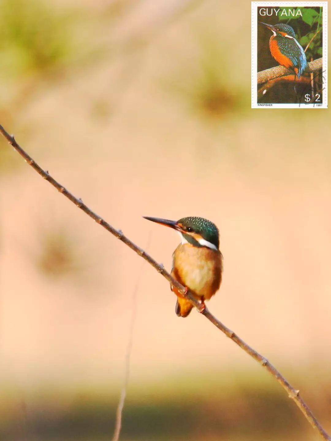 birdWatching