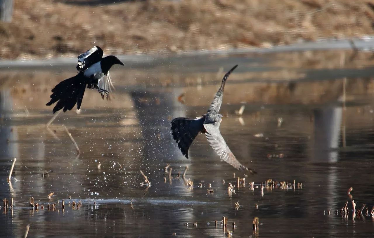 birdWatching