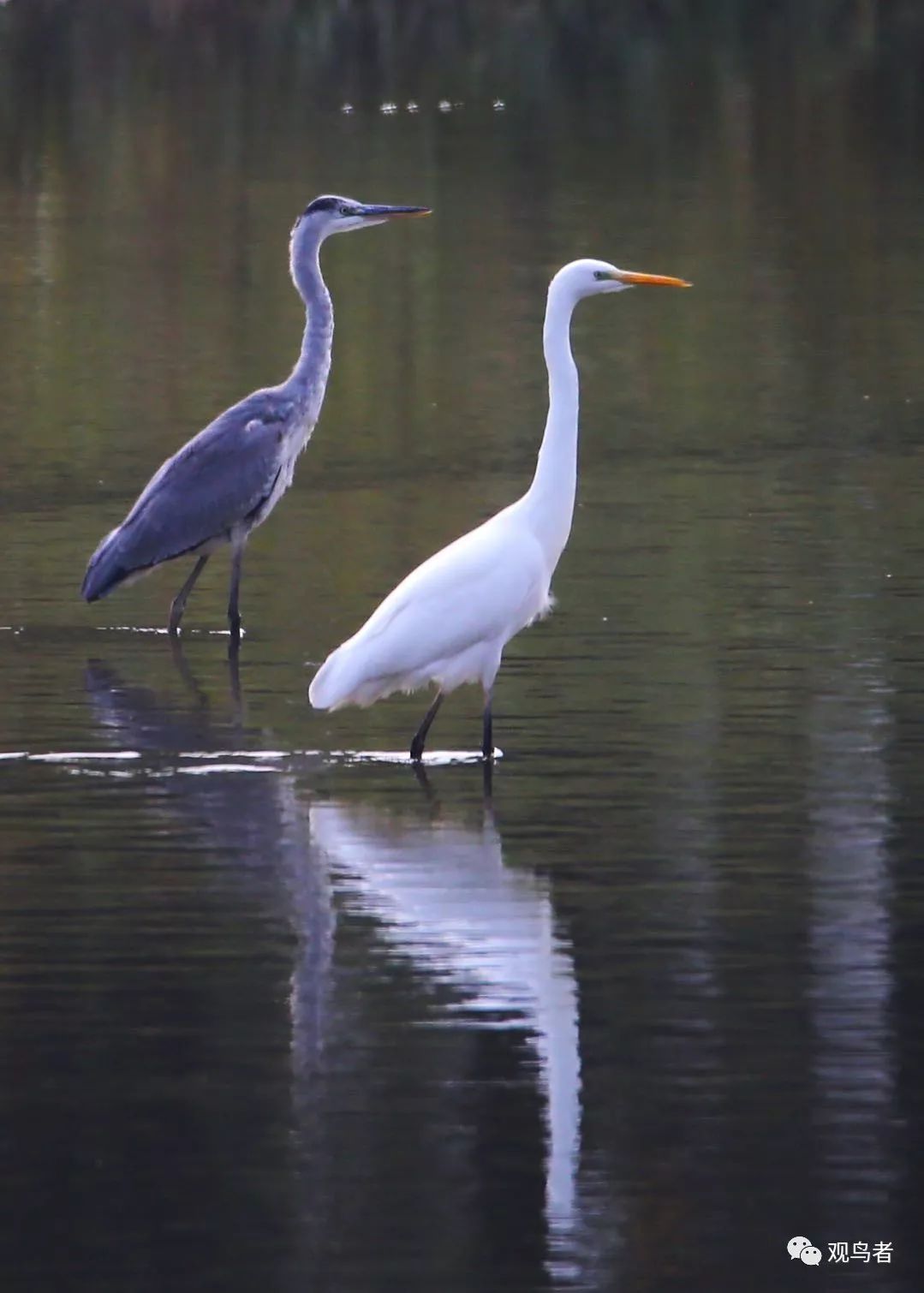birdWatching