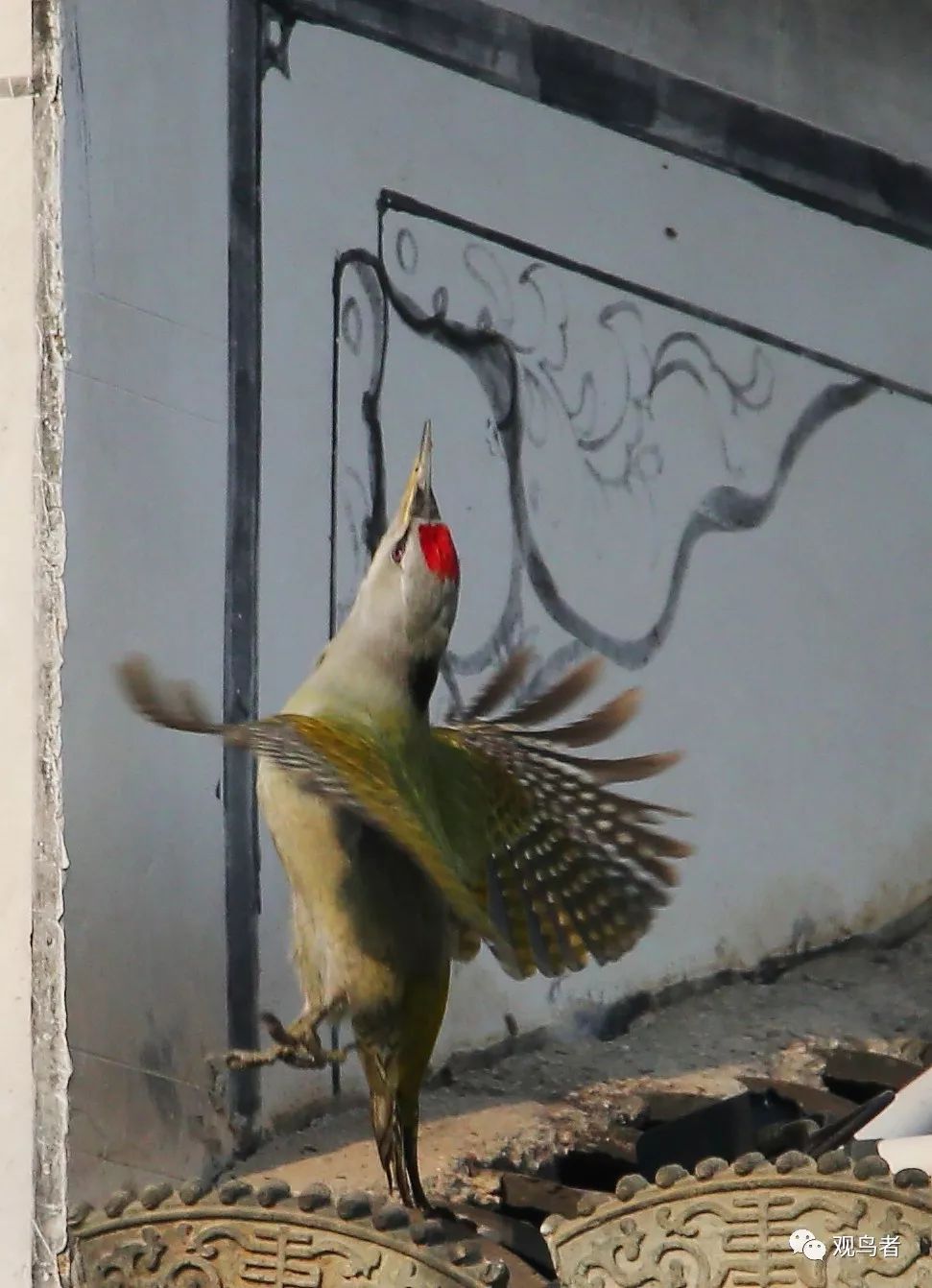 birdWatching