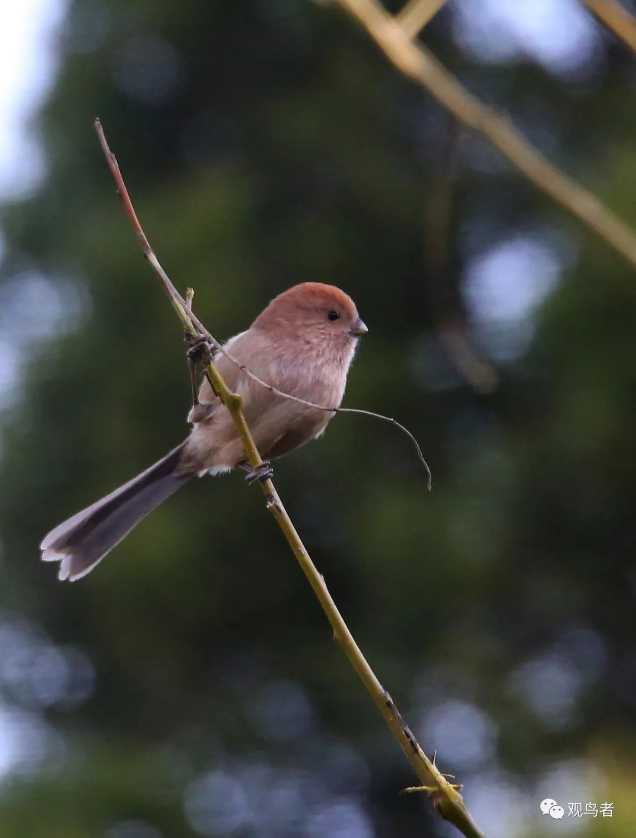 birdWatching