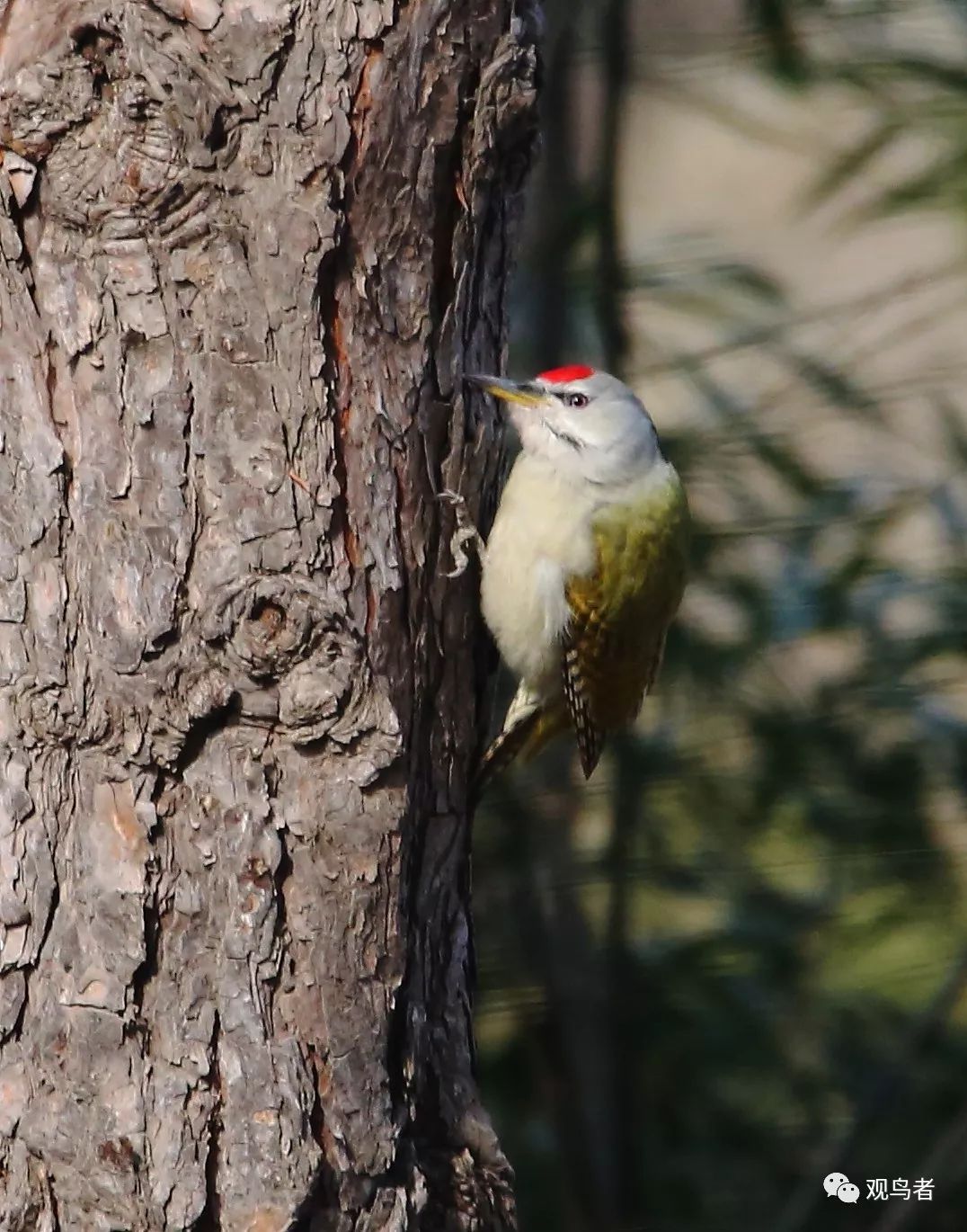 birdWatching