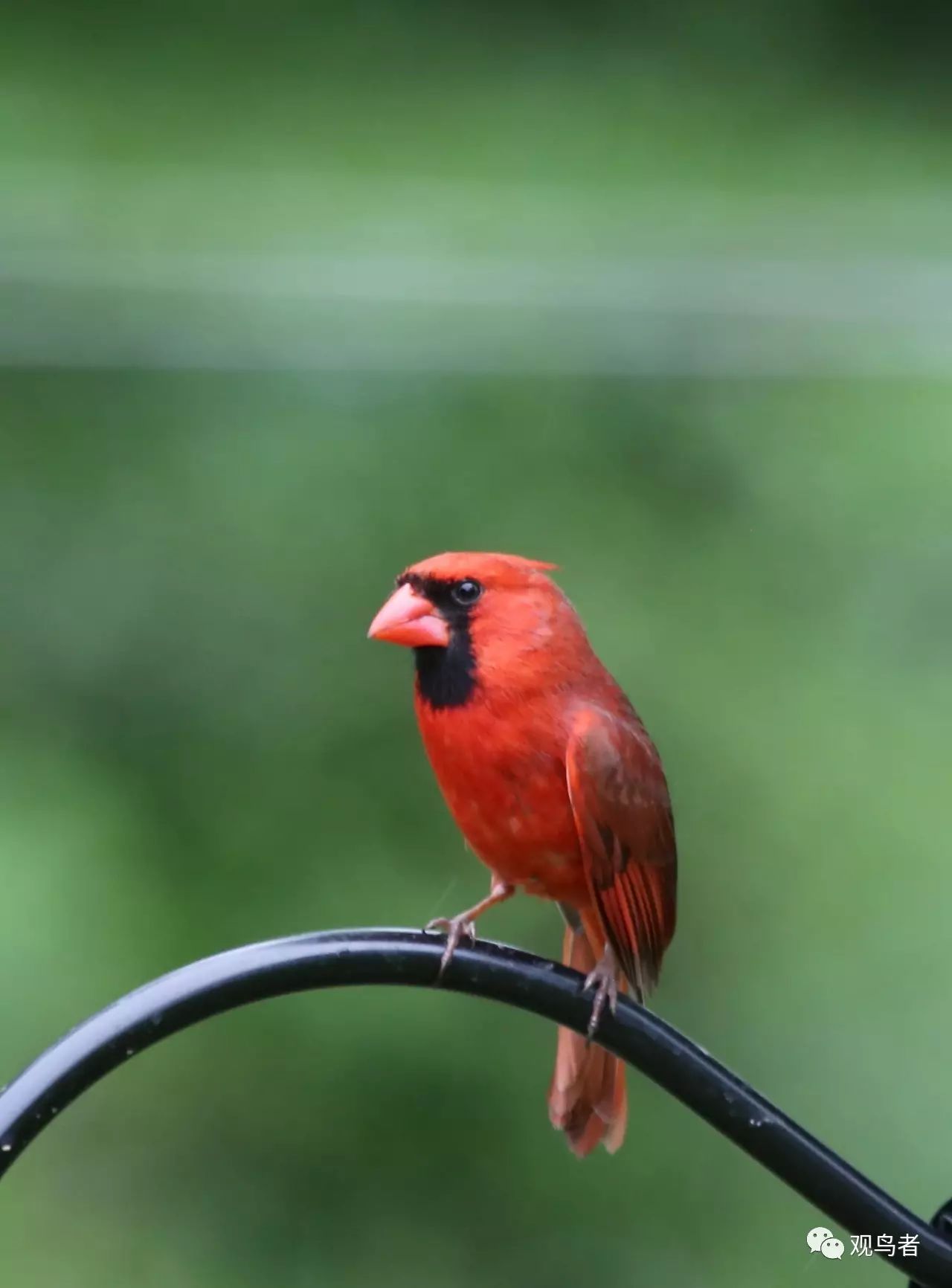 birdWatching