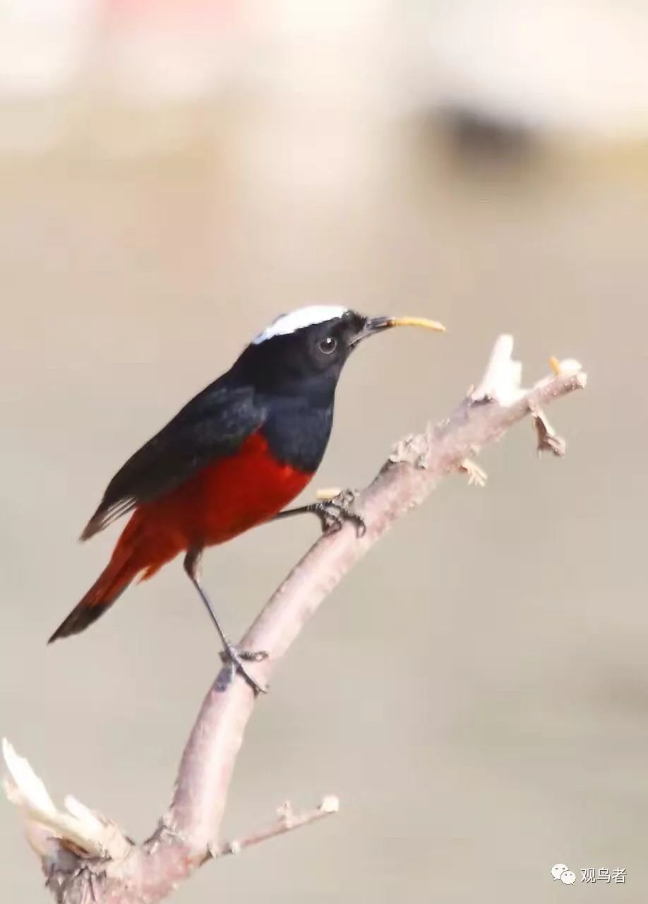 birdWatching