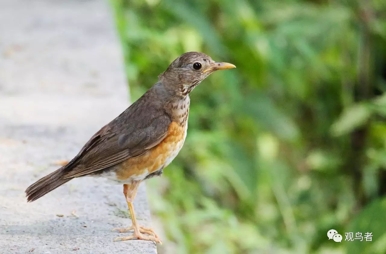 birdWatching