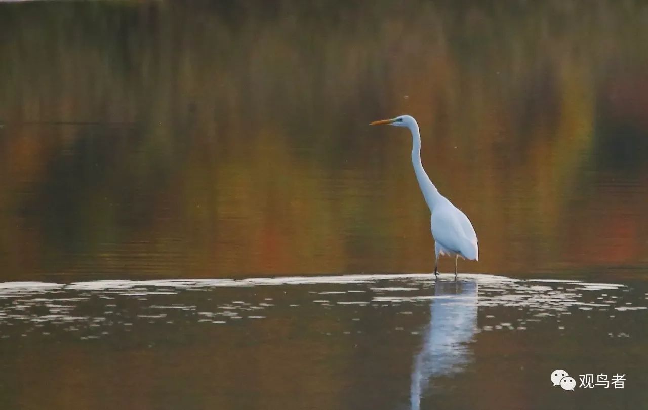 birdWatching