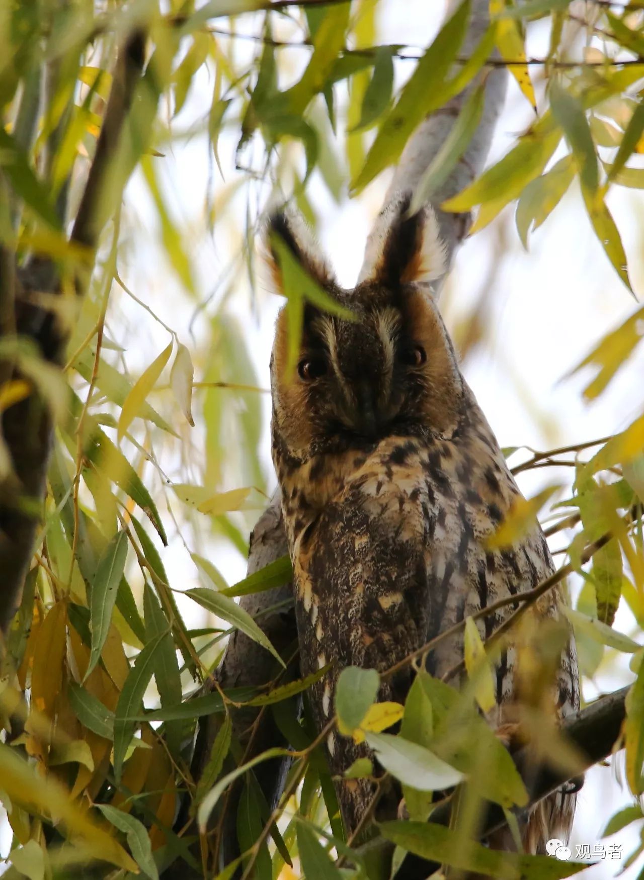 birdWatching