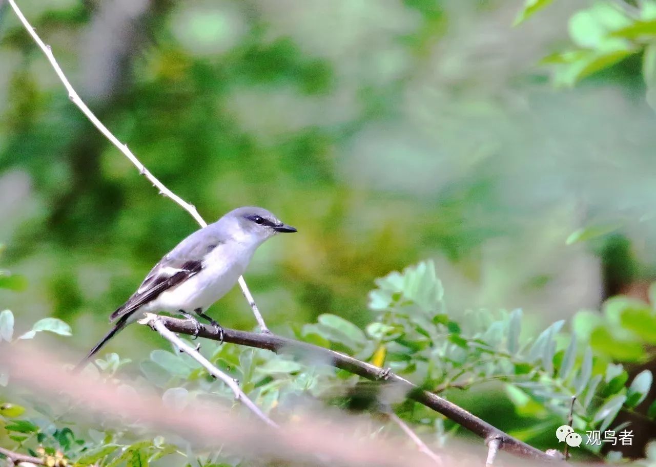 birdWatching