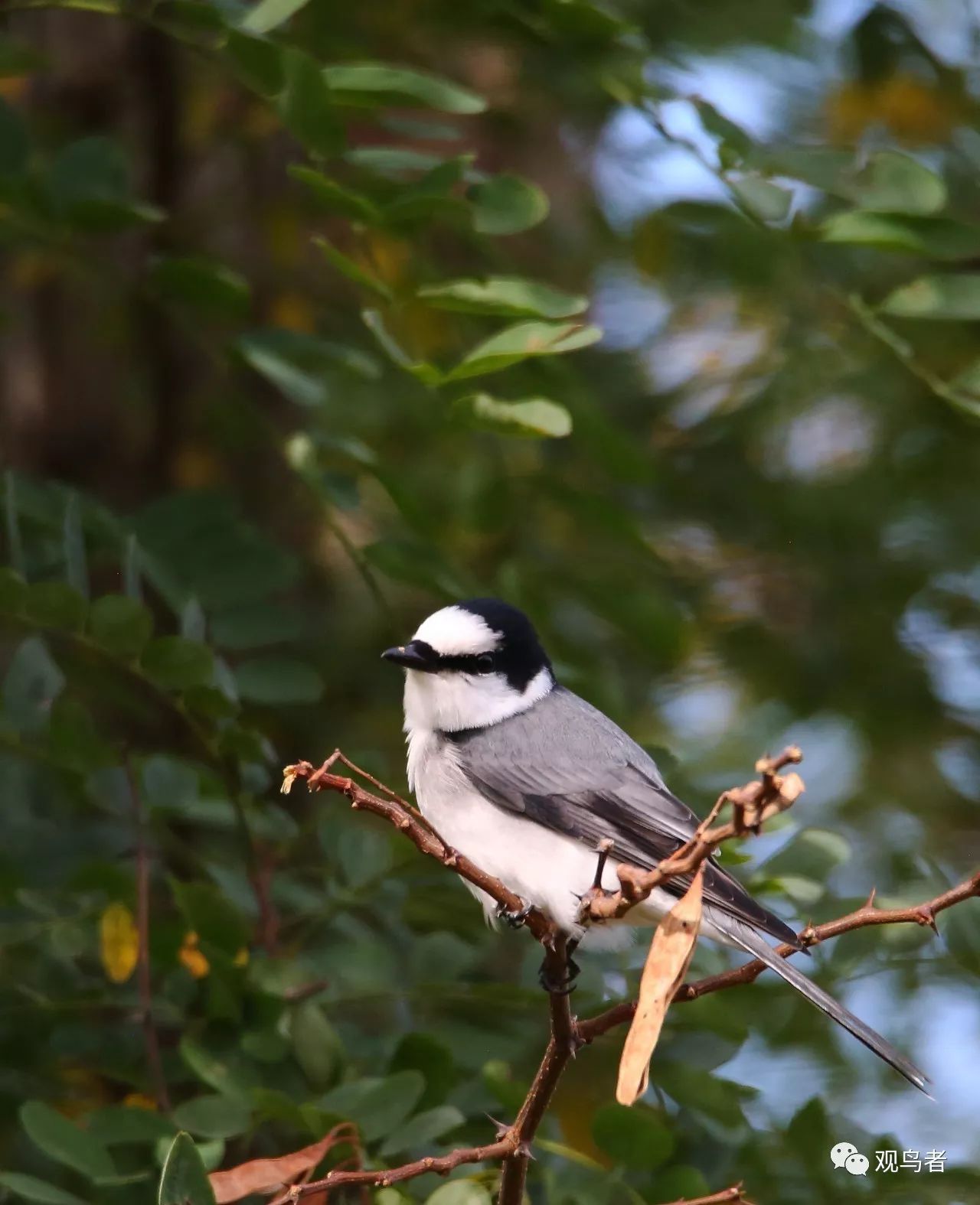 birdWatching