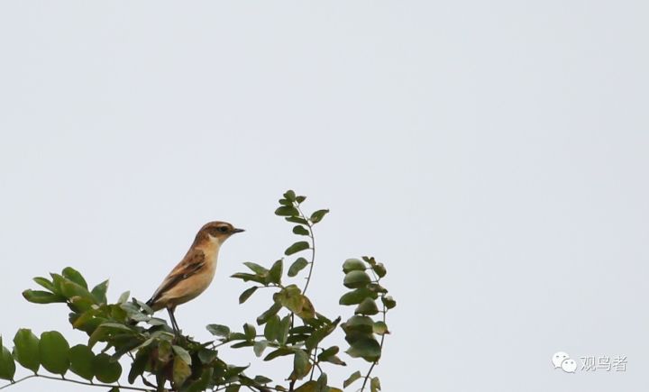 birdWatching