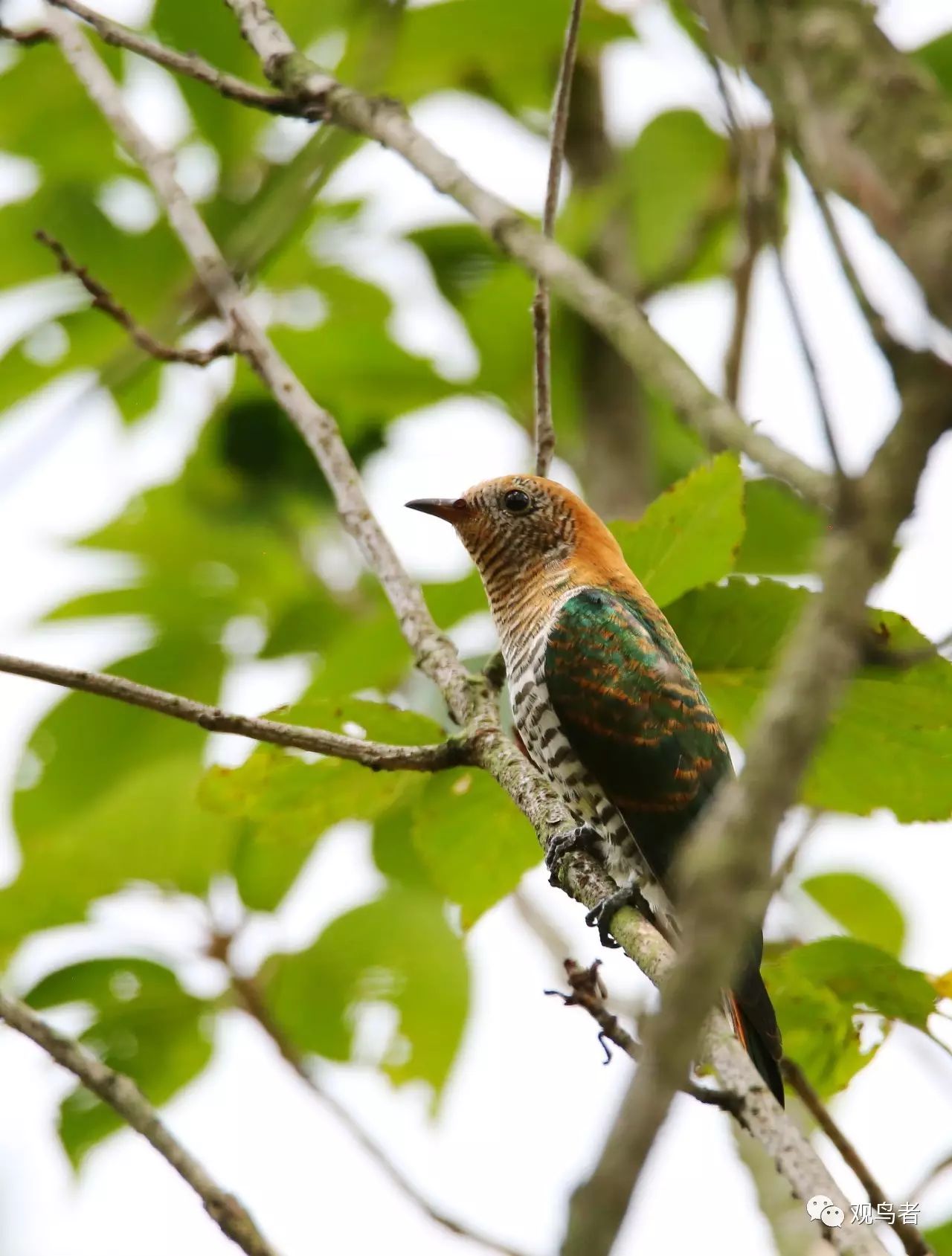 birdWatching