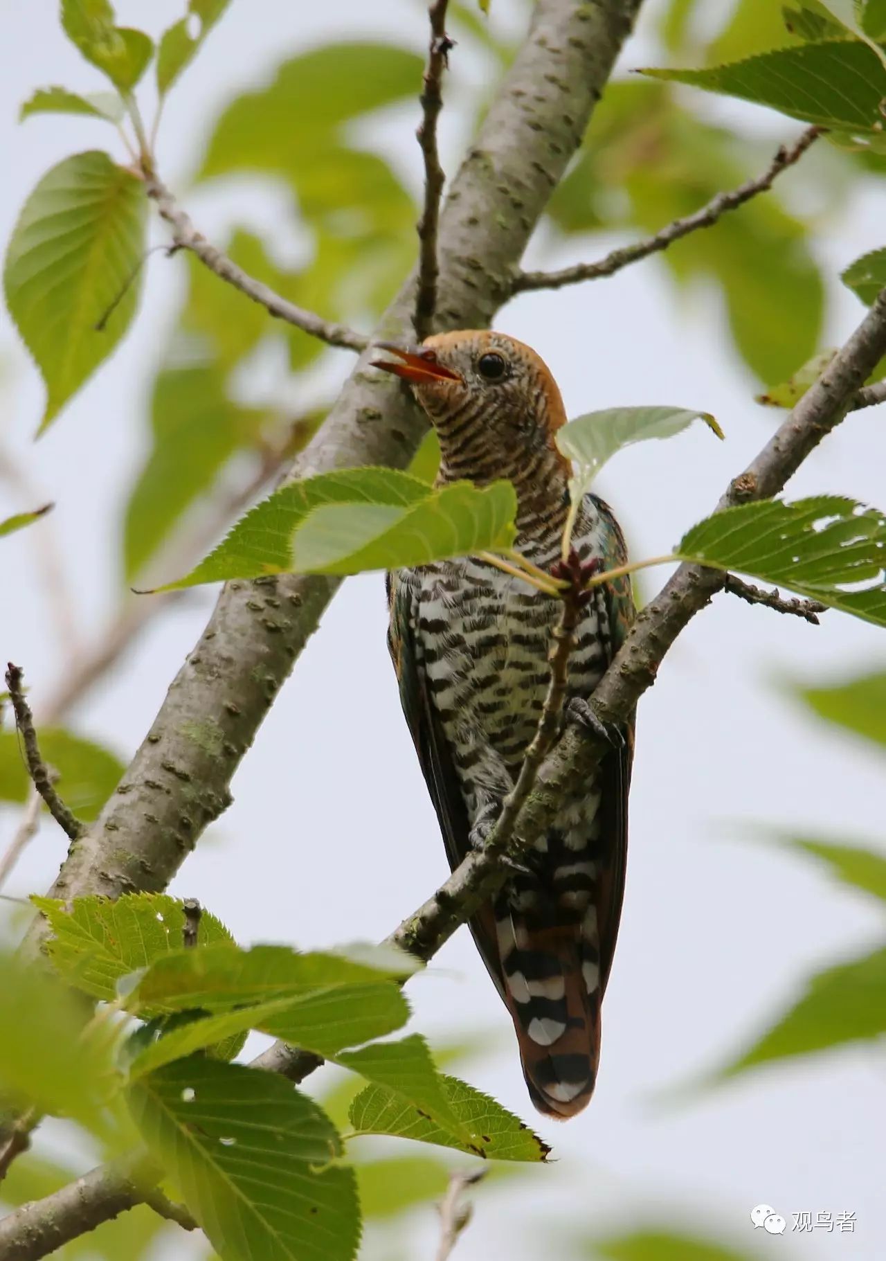 birdWatching