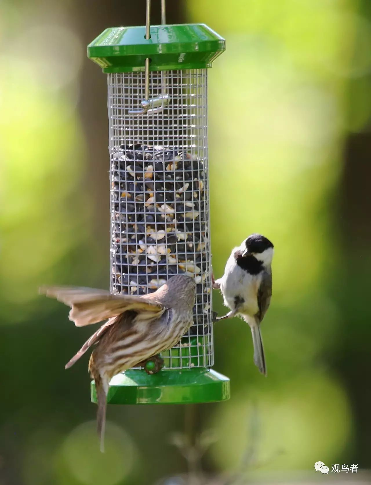 birdWatching