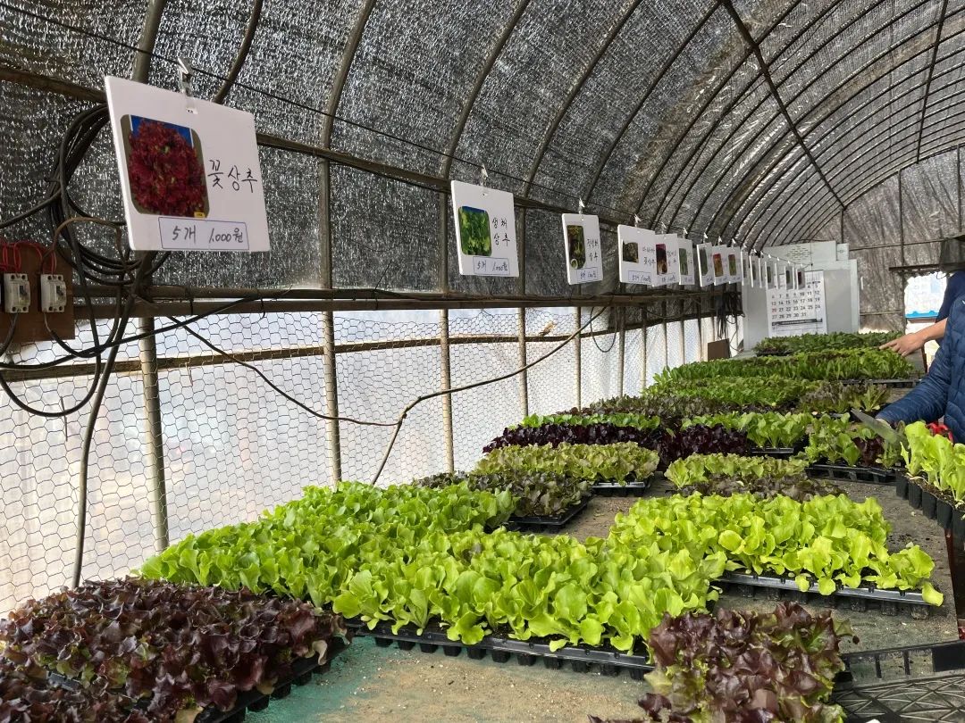 我在首尔都市农园种菜:从田园饮食到田园戏剧,菜地是我们融入城市的方法 | 良食专栏 我在首尔都市农园种菜:从田园饮食到田园戏剧,菜地是我们融入城市的方法 | 良食专栏