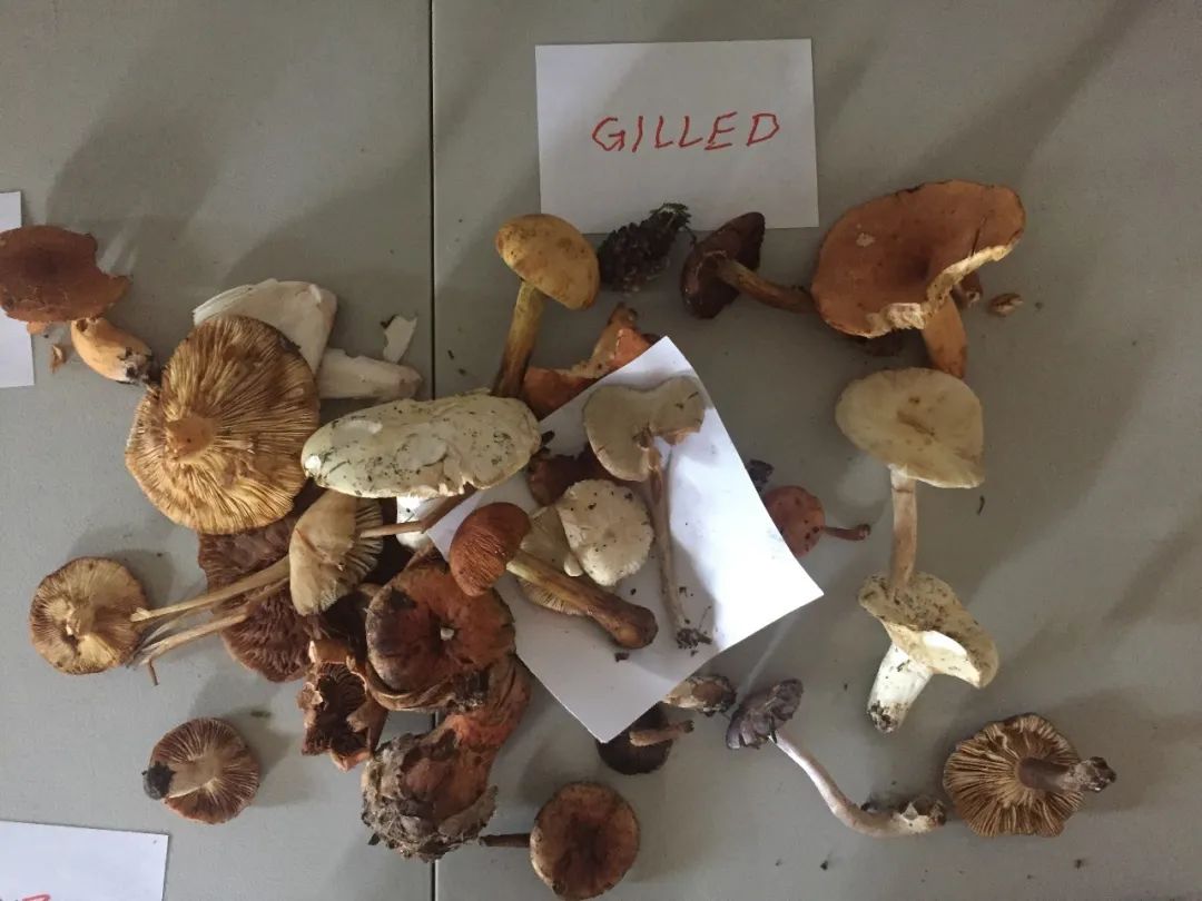 从地下室种蘑菇到纽约总督岛驻留艺术家，城市农业还可以这么玩？| 良食专栏