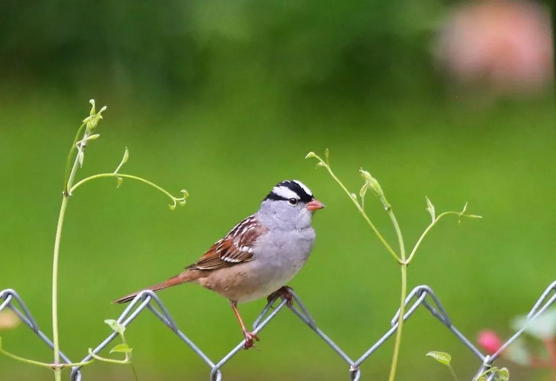 birdWatching