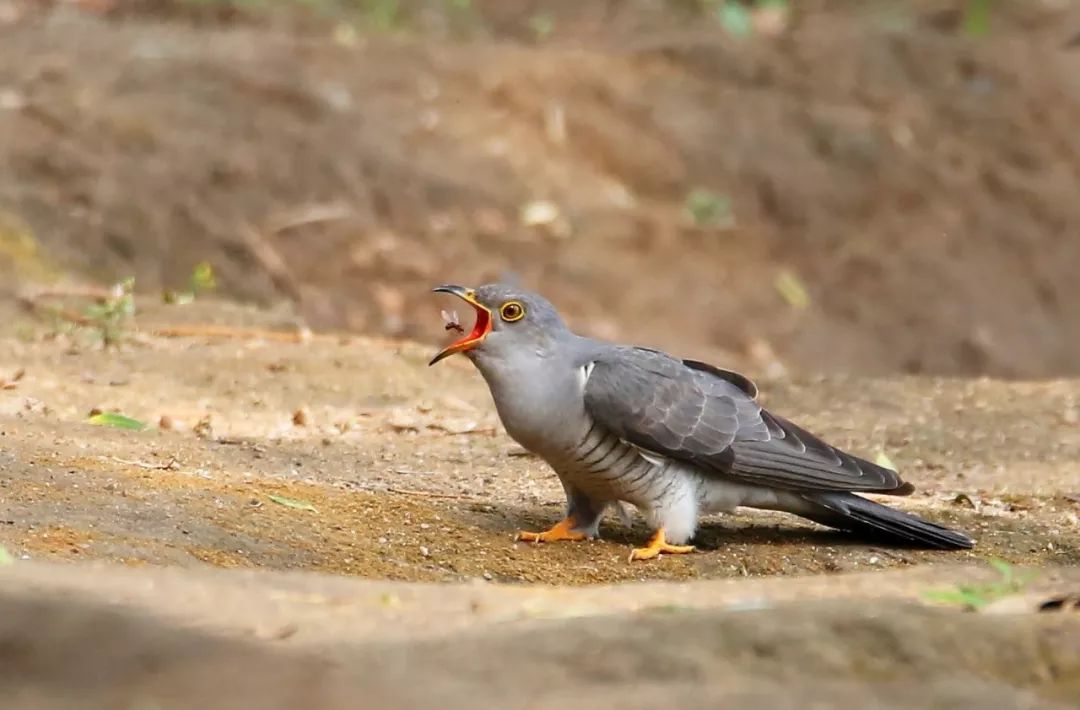 birdWatching