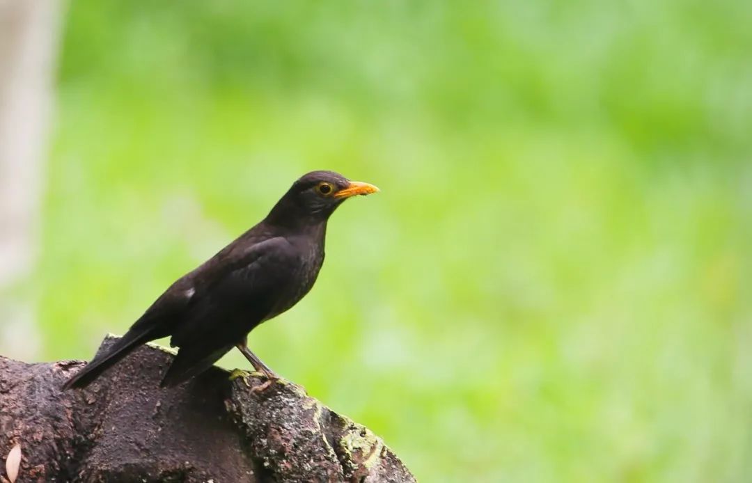 birdWatching