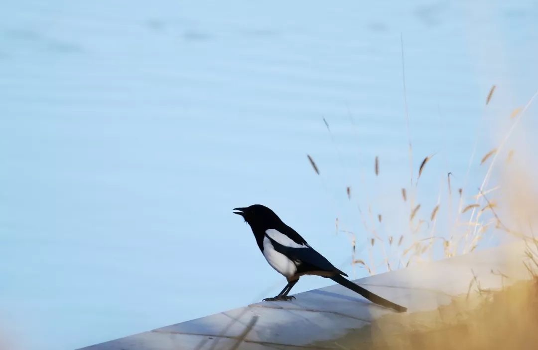 birdWatching