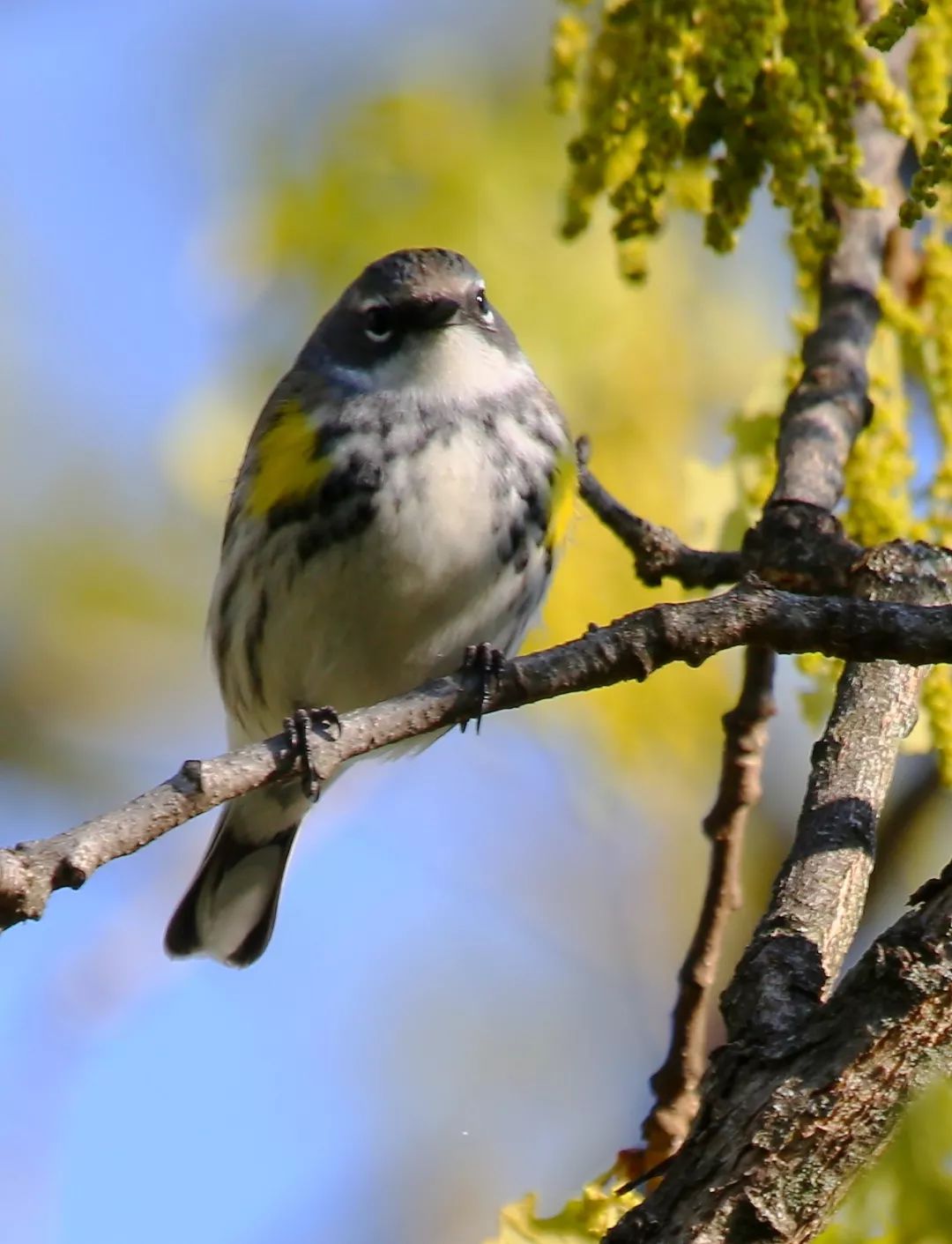 birdWatching