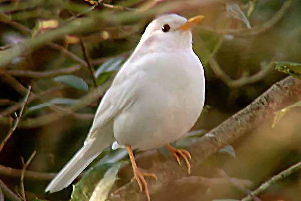 birdWatching