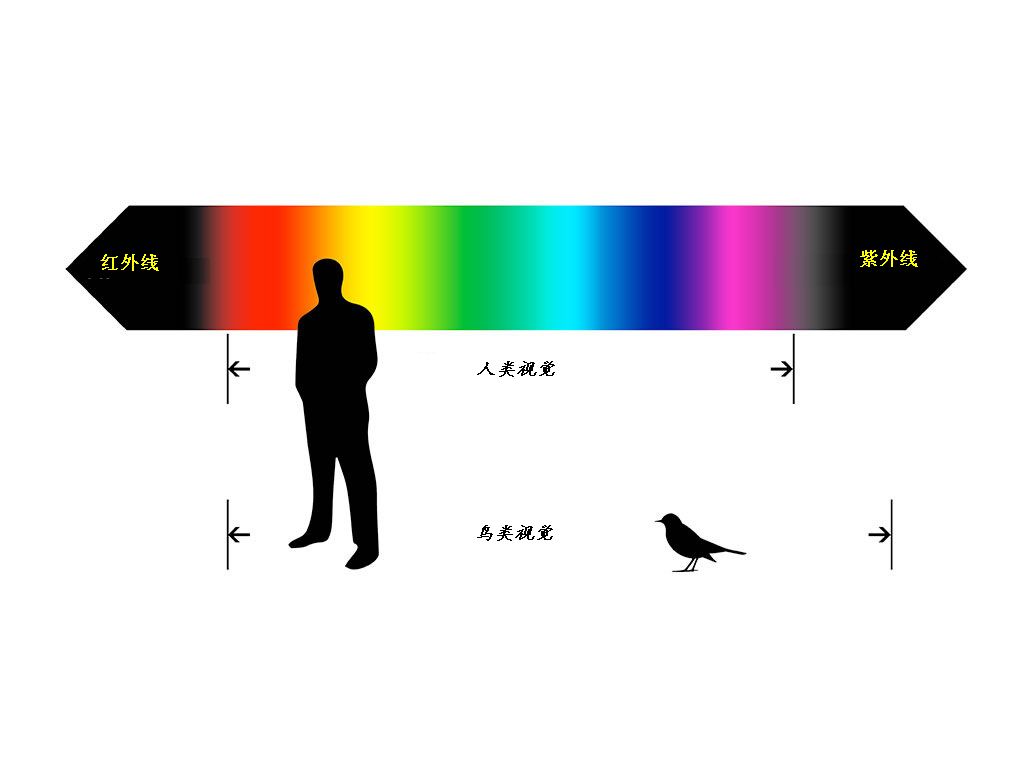 birdWatching