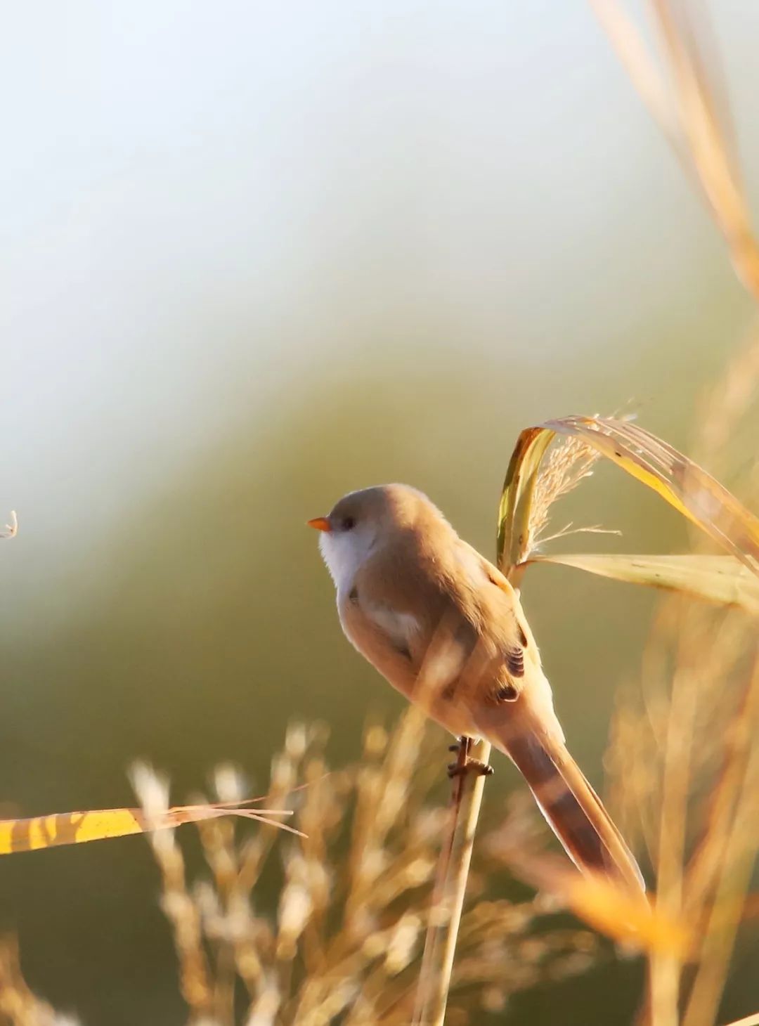 birdWatching