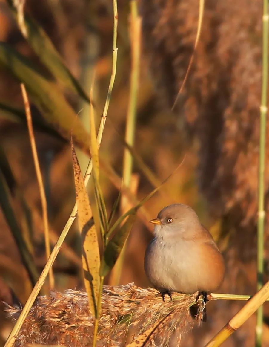 birdWatching