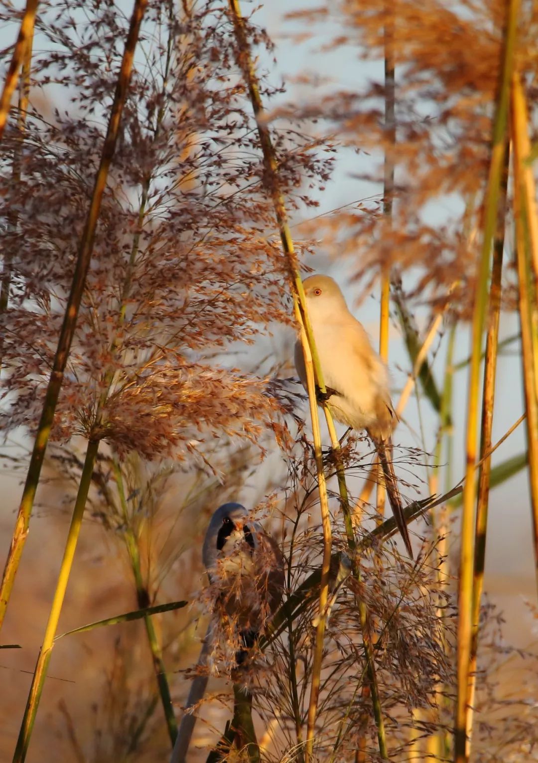 birdWatching