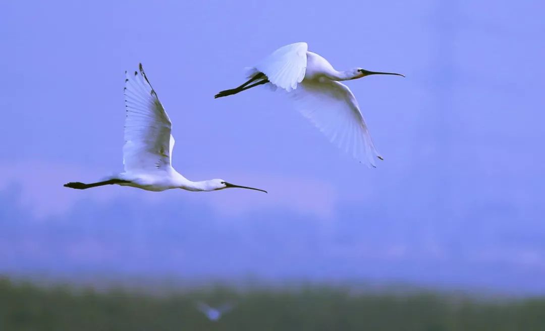 birdWatching