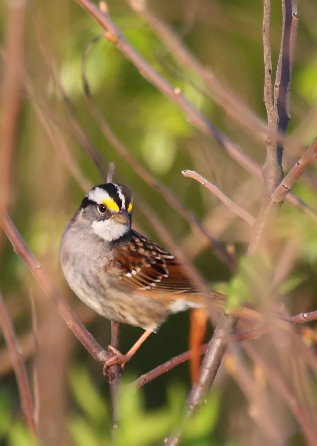 birdWatching