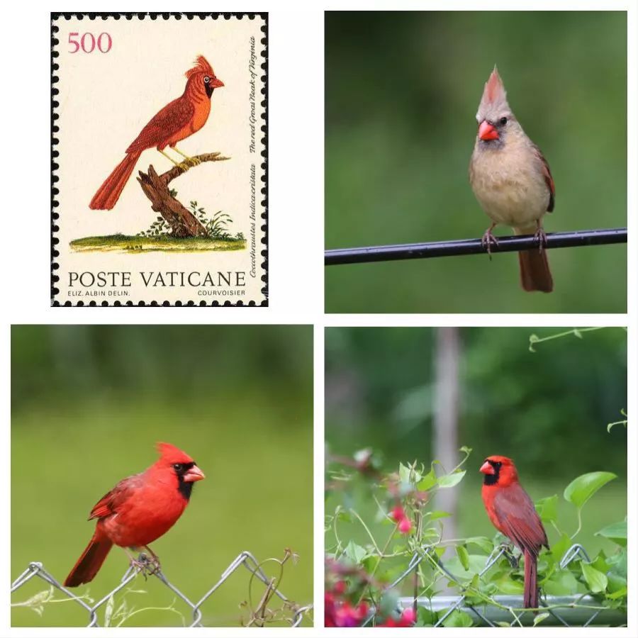 birdWatching