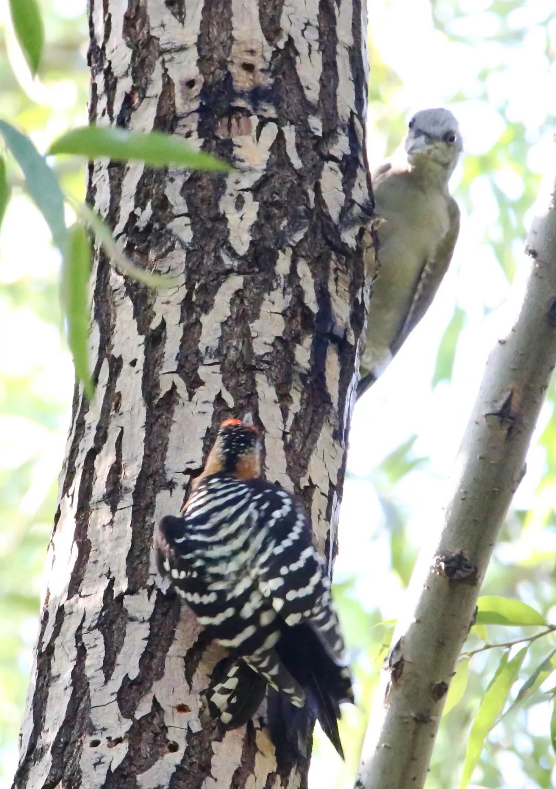 birdWatching