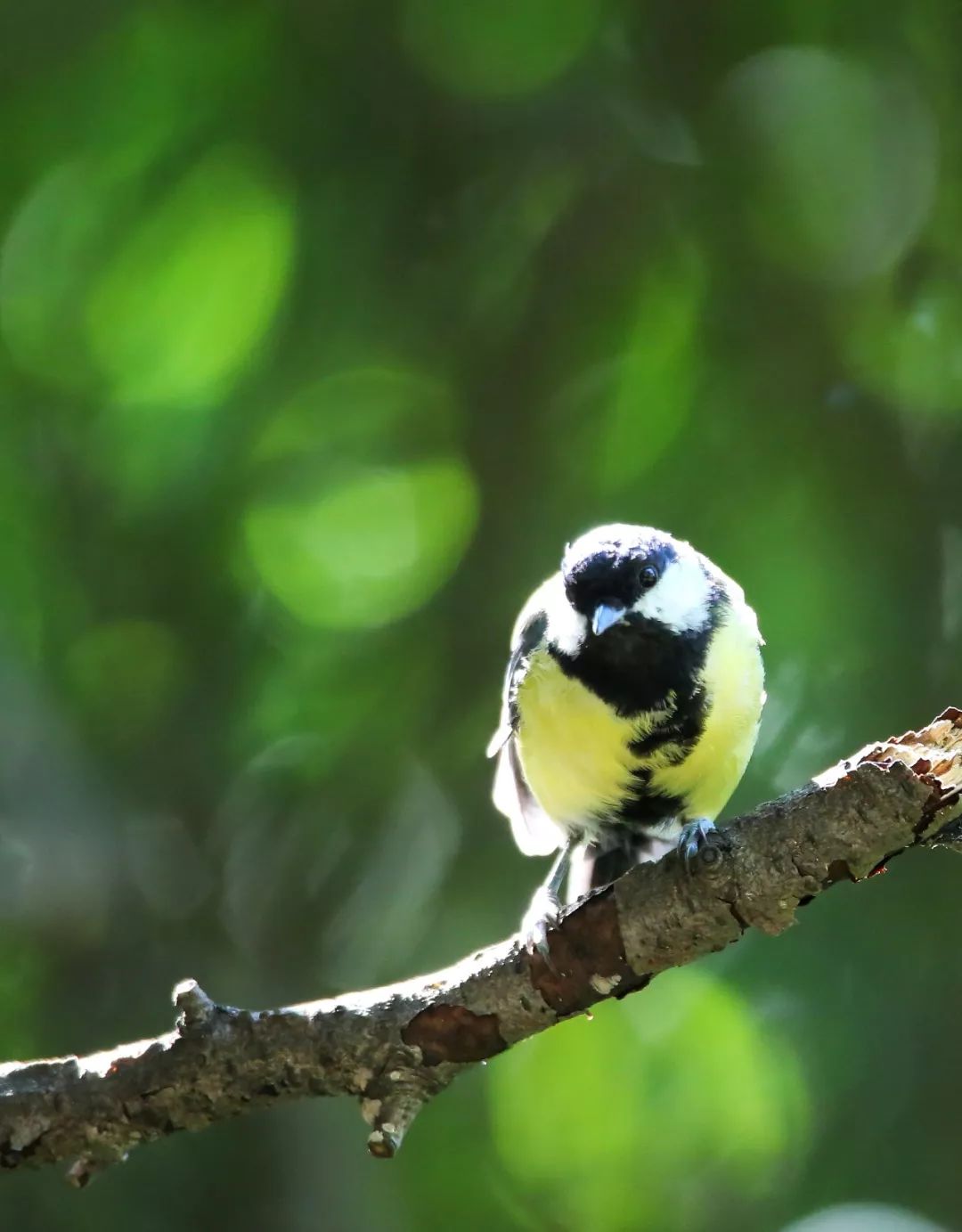 birdWatching