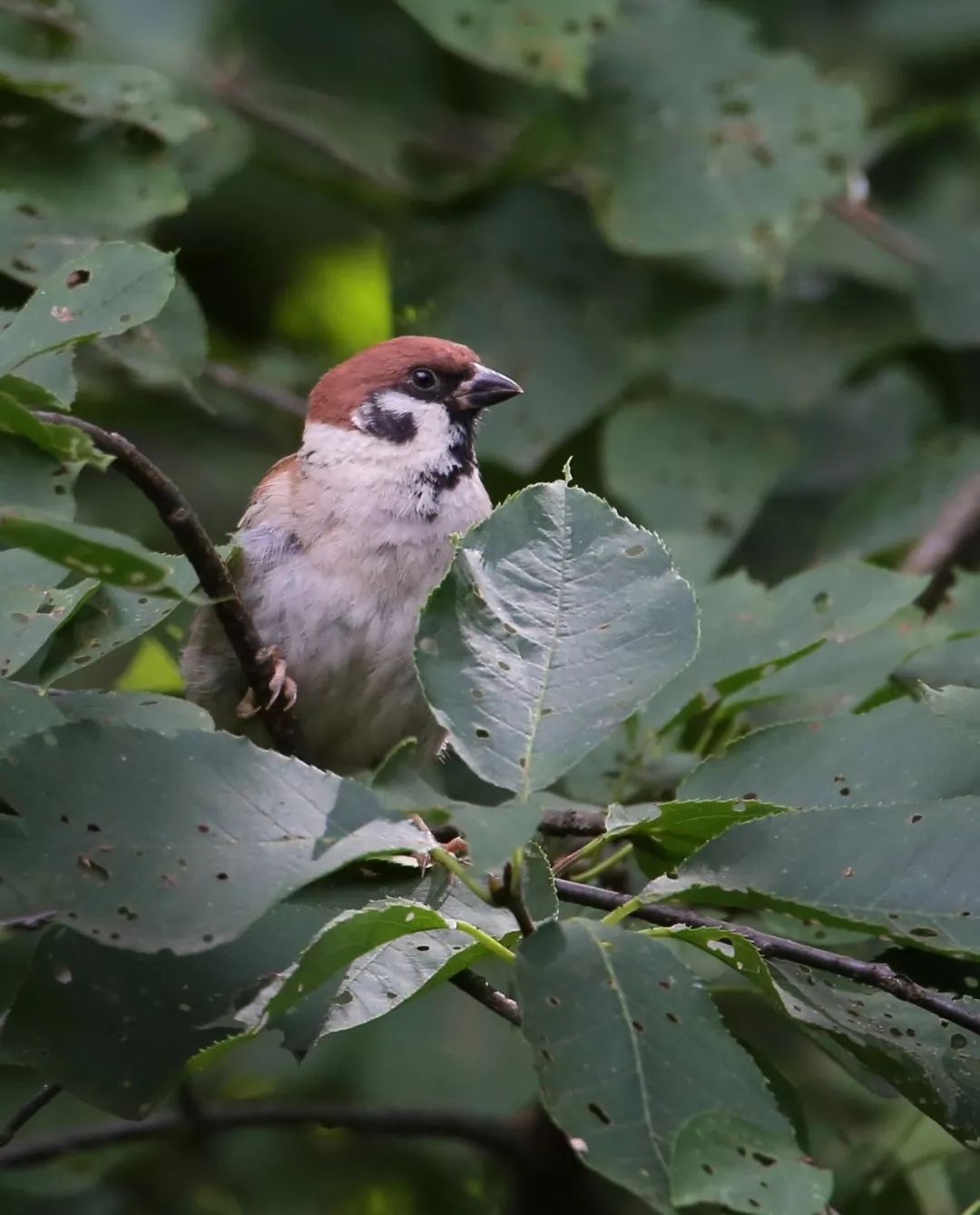 birdWatching