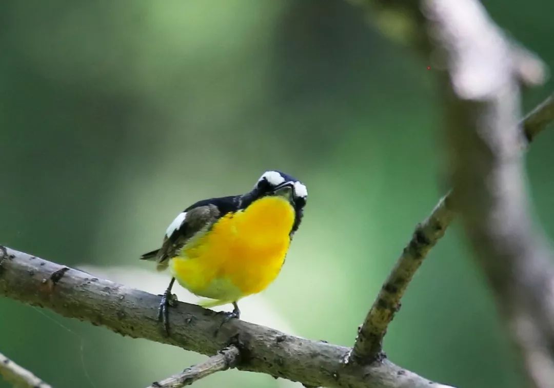 birdWatching