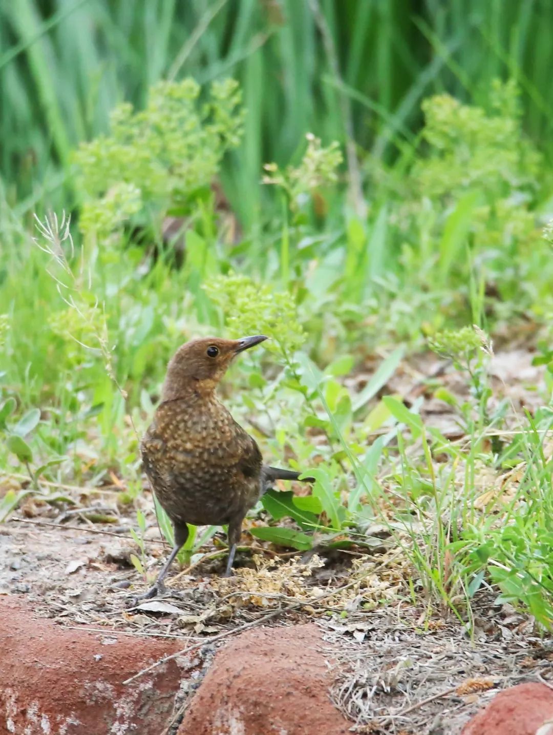 birdWatching