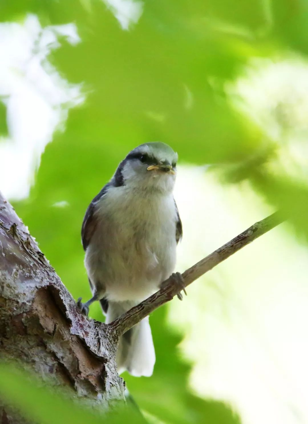 birdWatching