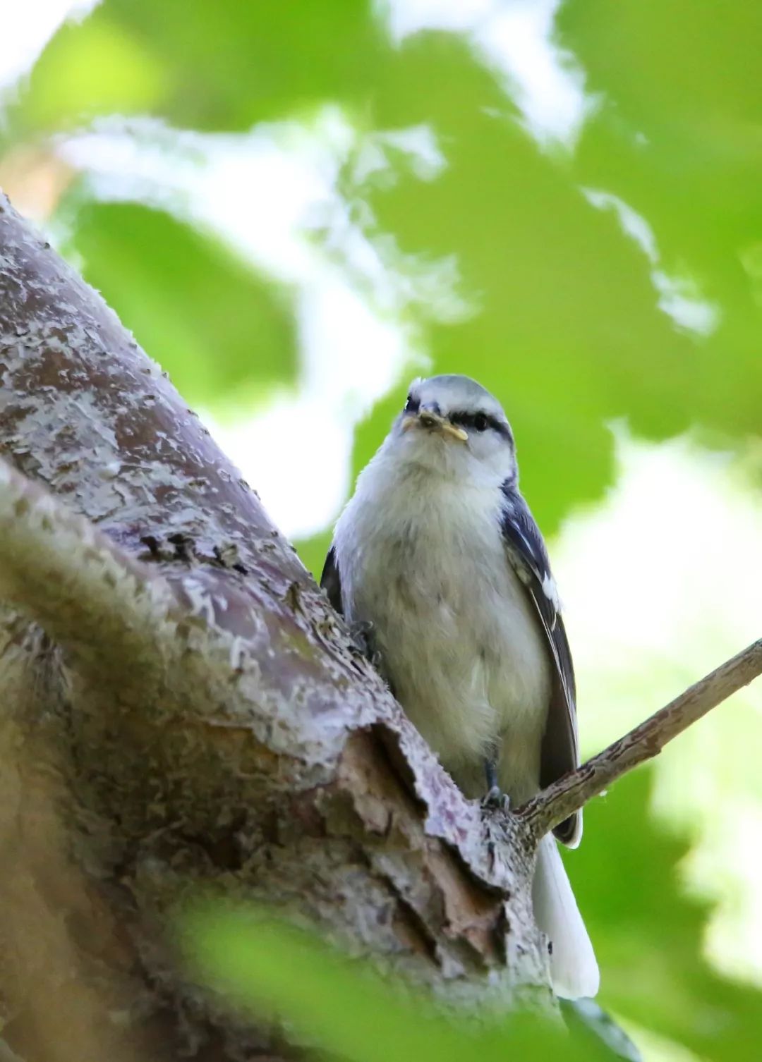 birdWatching