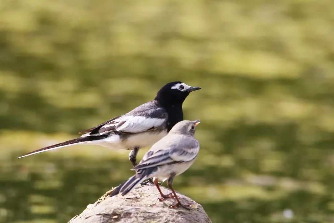 birdWatching